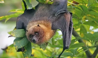 Imagem ilustrativa da imagem Morcego infectado com vírus da raiva é identificado em SP