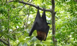 Imagem ilustrativa da imagem Morcegos com raiva são encontrados mortos em BH