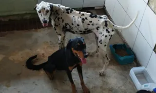 Imagem ilustrativa da imagem Mulher é presa por maus-tratos a animais em Cachoeiro de Itapemirim