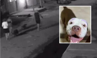 Imagem ilustrativa da imagem Policial militar mata cachorro a tiros e revolta família em Vila Velha