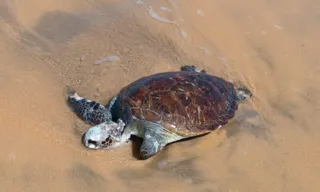Imagem ilustrativa da imagem Tartaruga é encontrada morta em praia do ES