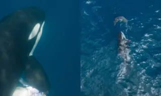 Imagem ilustrativa da imagem VÍDEO: Orca-avó arranca costela de tubarão-branco durante caça