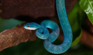 Imagem ilustrativa da imagem Víbora azul resgatada no Butantan é batizada em homenagem a Rita Lee