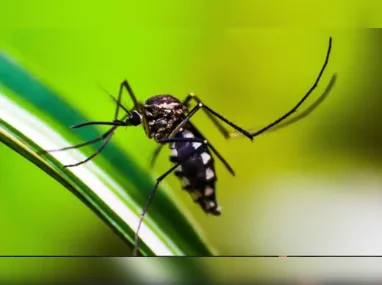 Imagem ilustrativa da imagem Brasil já atinge marca de 2.000 mortes por dengue só em 2024