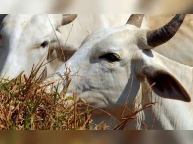 Imagem ilustrativa da imagem Brasil regula abate e processamento de animais para mercado religioso