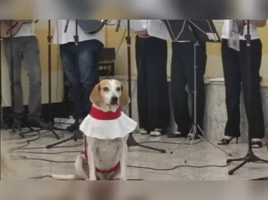 Imagem ilustrativa da imagem Cachorro se tornou 'cãoroinha' de igreja após ser adotado por padre