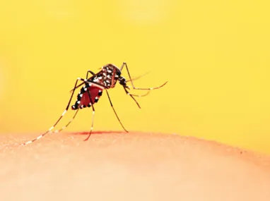 Imagem ilustrativa da imagem Ministério da Saúde emite alerta sobre febre amarela