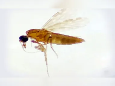 Mosquito maruim é um dos transmissores da febre oropouche