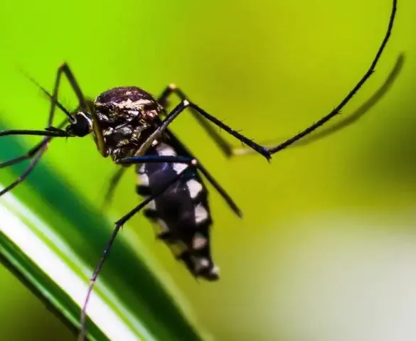Imagem ilustrativa da imagem O eterno retorno da dengue