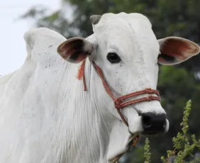 Imagem ilustrativa da imagem Vaca brasileira é mais cara do mundo