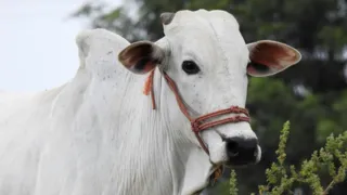 Imagem ilustrativa da imagem Vaca brasileira é mais cara do mundo