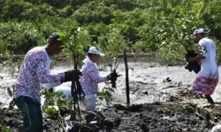 Imagem ilustrativa da imagem 2 mil mudas plantadas na Ilha Joana Bezerra: mangue do Recife revitalizado