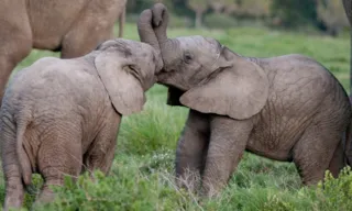 Imagem ilustrativa da imagem África do Sul: turista morre após ser pisoteado por uma manada de elefantes
