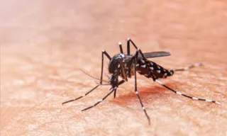 Imagem ilustrativa da imagem Brasil concentra mais de 80% dos casos de dengue no mundo, aponta OMS