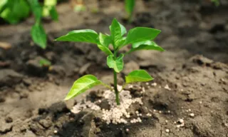 Imagem ilustrativa da imagem Brasil vai desenvolver cultivo de alimentos no espaço