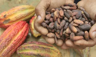 Imagem ilustrativa da imagem Mulheres do Cacau transformam lavouras capixabas em chocolate de excelência