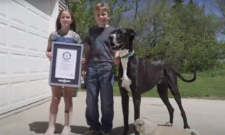 Imagem ilustrativa da imagem Cachorro mais alto do mundo é reconhecido pelo 'Guinness'; veja altura e imagens
