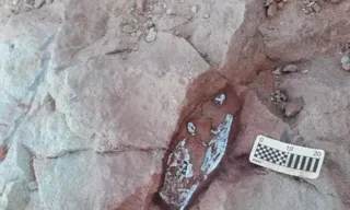 Imagem ilustrativa da imagem Fóssil de crocodilo pré-histórico é achado durante obra de rodovia em SP