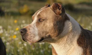 Imagem ilustrativa da imagem Homem morre atacado por pitbulls em SC; cães foram abatidos em resgate