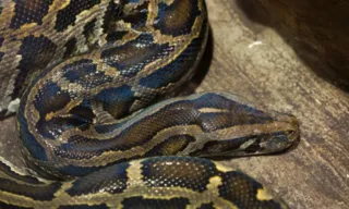 Imagem ilustrativa da imagem Indonésia: mulher é encontrada morta dentro de cobra píton