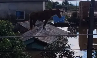 Imagem ilustrativa da imagem Janja e influenciadores fazem apelo por resgate de cavalo em telhado no RS