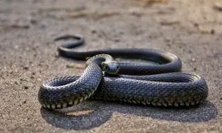 Imagem ilustrativa da imagem Na Índia, homem mata cobra a mordidas após ser atacado por ela