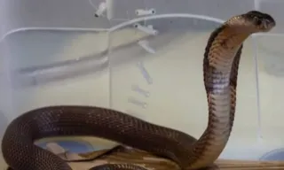 Imagem ilustrativa da imagem Cobra do Butantan que estava desaparecida é encontrada