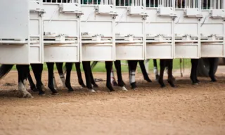 Imagem ilustrativa da imagem Páreo duro