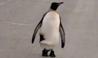 Imagem ilustrativa da imagem Pinguim é visto caminhando pelas ruas de cidade da Argentina