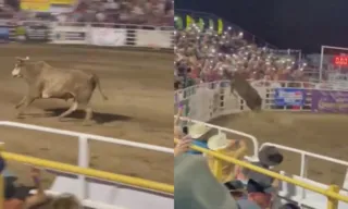 Imagem ilustrativa da imagem VÍDEO | Touro foge de rodeio e invade arquibancada nos EUA