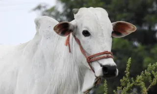 Imagem ilustrativa da imagem Vaca brasileira é mais cara do mundo