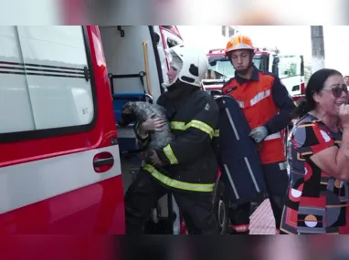 Imagem ilustrativa da imagem Cadela é resgatada de incêndio em prédio de Vila Velha