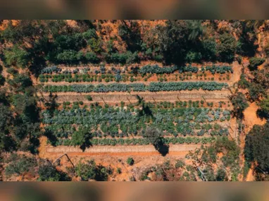 Imagem ilustrativa da imagem Corretor é suspeito de golpes que somam R$ 35 milhões contra fazendeiros de Goiás