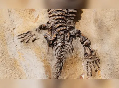 Imagem ilustrativa da imagem Fóssil de espécie que viveu há 237 milhões de anos é encontrado por médico no RS