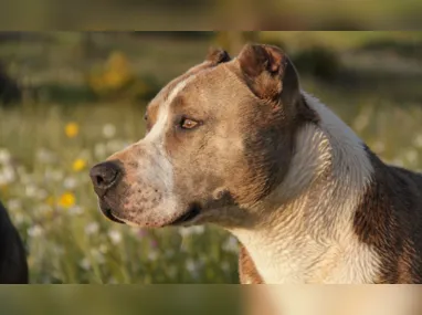 Imagem ilustrativa da imagem Homem morre atacado por pitbulls em SC; cães foram abatidos em resgate