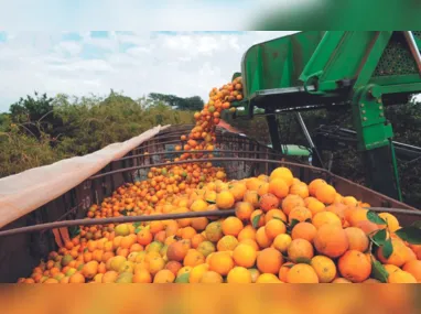 Cultivo semi-hidropônico de morango pode ser uma boa opção para a agricultura familiar