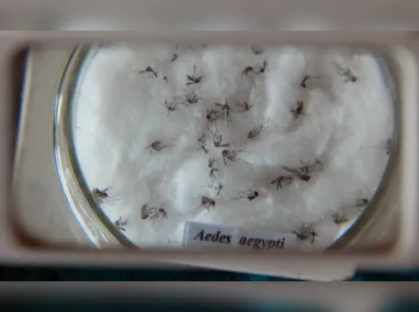 Imagem ilustrativa da imagem Quais são as sequelas da dengue e quanto tempo duram? Entenda