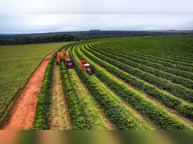 O produtor Marcos Pereira tem quase 30 mil bananeiras e admite estar receoso com a nova doença