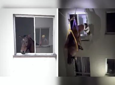Imagem ilustrativa da imagem VÍDEO | Égua é resgatada do 3º andar de prédio residencial no RS