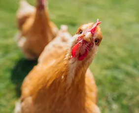 Imagem ilustrativa da imagem Zoológico de Brasília é fechado por suspeita de gripe aviária