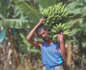 Imagem ilustrativa da imagem Luta contra fungo que pode extinguir bananas