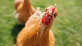 Imagem ilustrativa da imagem Zoológico de Brasília é fechado por suspeita de gripe aviária