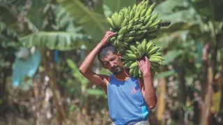 Imagem ilustrativa da imagem Luta contra fungo que pode extinguir bananas