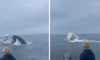 Imagem ilustrativa da imagem Baleia vira barco de pesca com dois homens a bordo na costa dos EUA