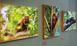 Imagem ilustrativa da imagem Exposição com fotos e sons do “mundo dos macacos” em Santa Teresa