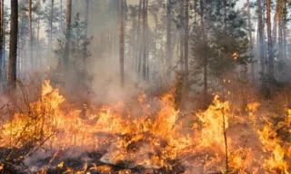 Imagem ilustrativa da imagem Governo do Pará declara emergência ambiental no Estado em razão de queimadas