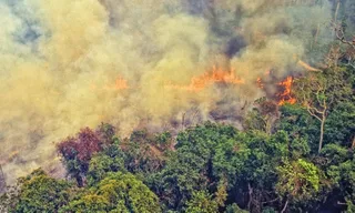 Imagem ilustrativa da imagem Fumaça de incêndios recordes na Amazônia chegam ao Sul