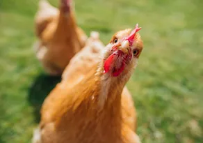 Imagem ilustrativa da imagem Zoológico de Brasília é fechado por suspeita de gripe aviária