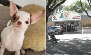 Imagem ilustrativa da imagem Imagens mostram momento em que cachorrinha foge de pet shop em Vitória