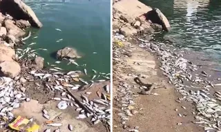 Imagem ilustrativa da imagem Moradores registram peixes mortos em píer de Jacaraípe